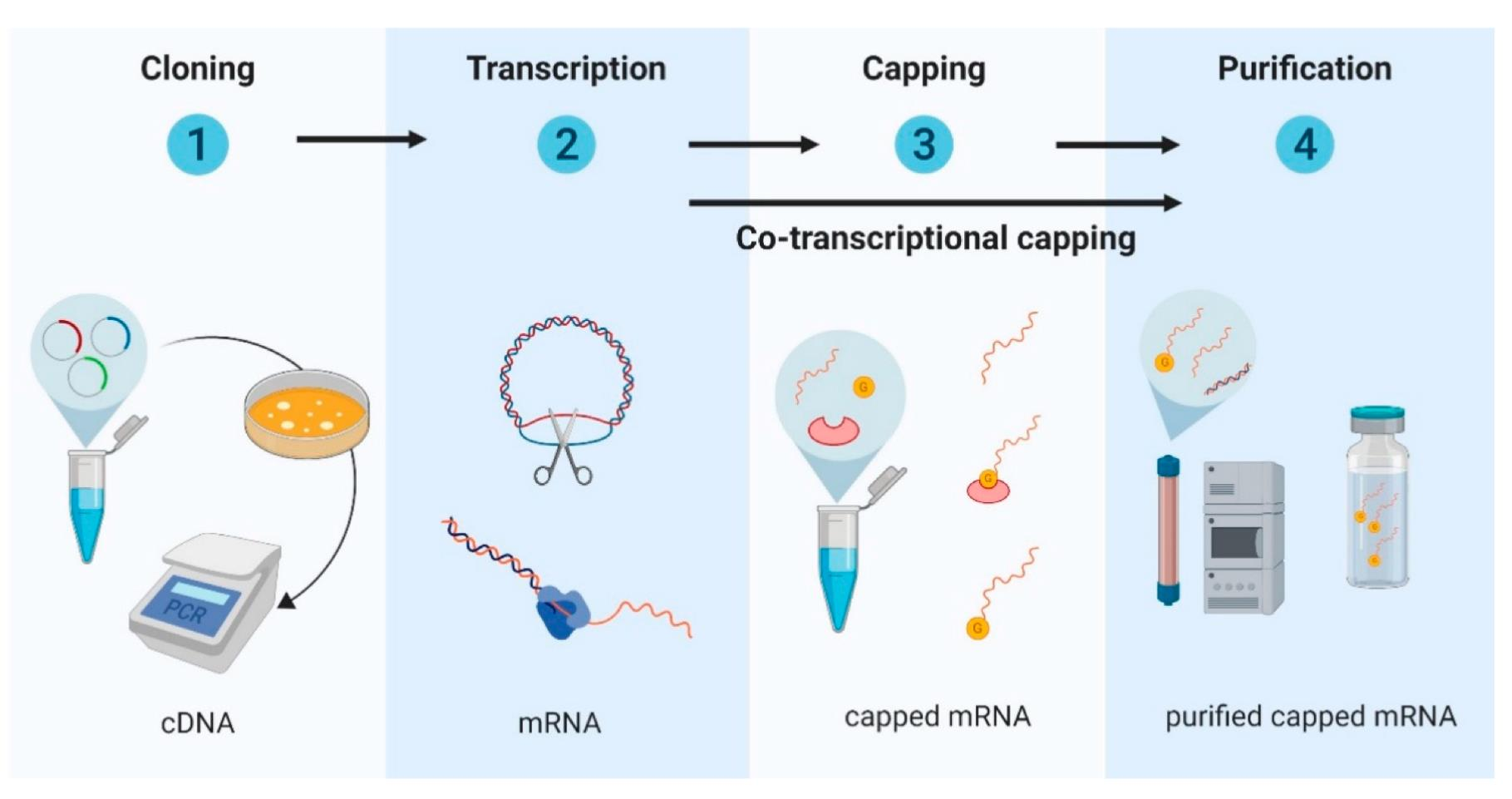mRNA体外合成纯化示意图.png