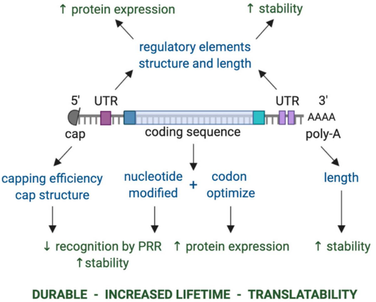 mRNA分子关键调控元件和功能设计示意图.png
