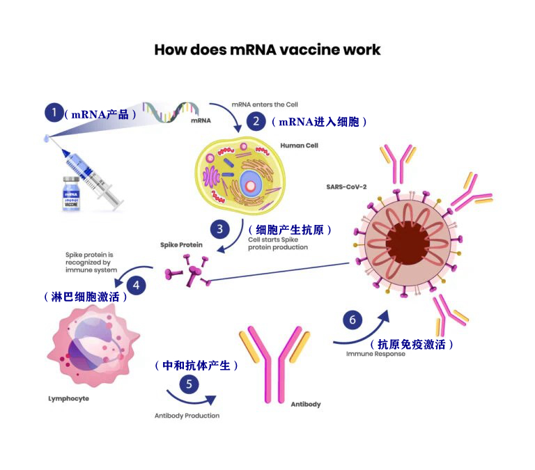 mRNA疫苗细胞工作模式示意图.png