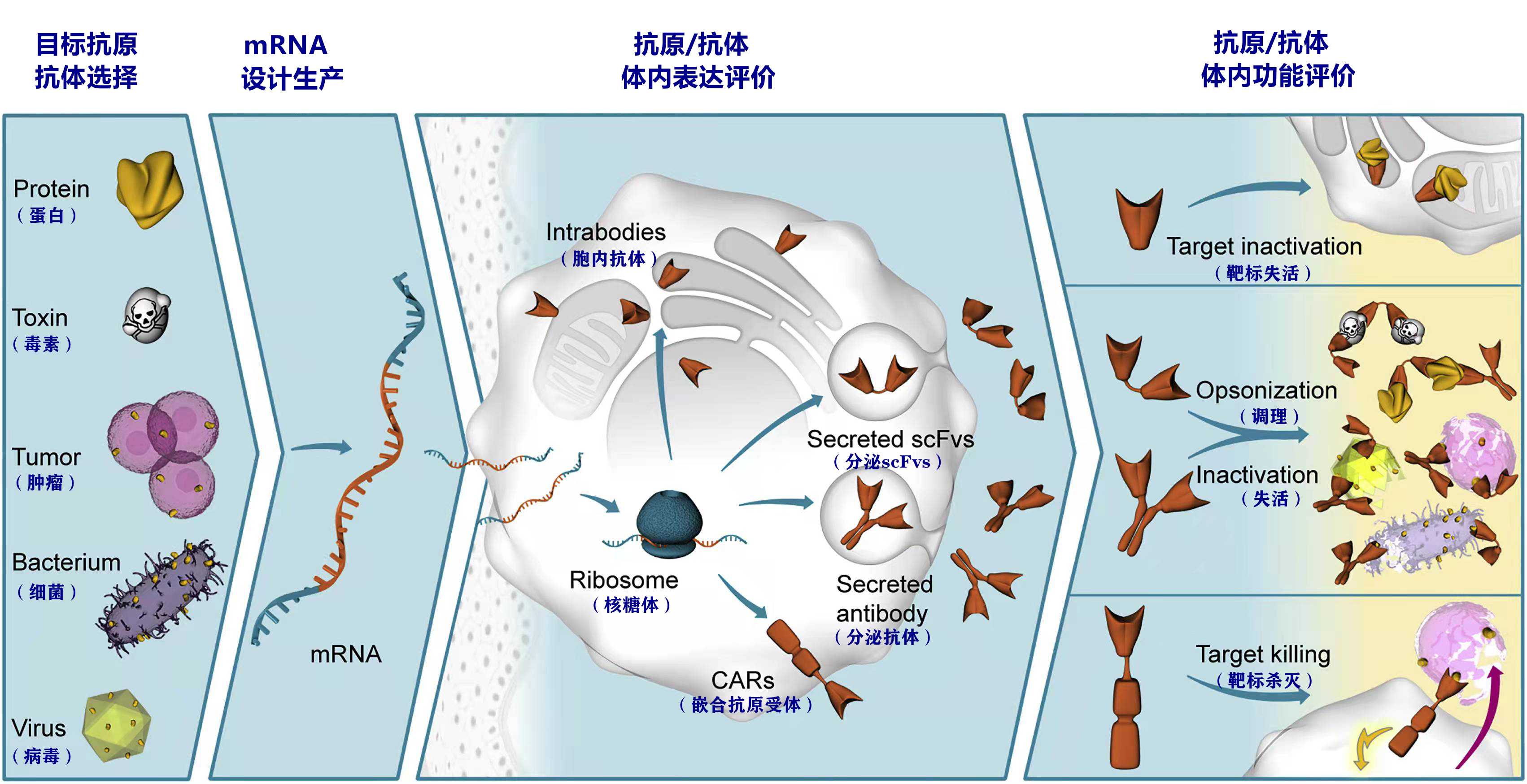 mRNA药物功能评价平台.png