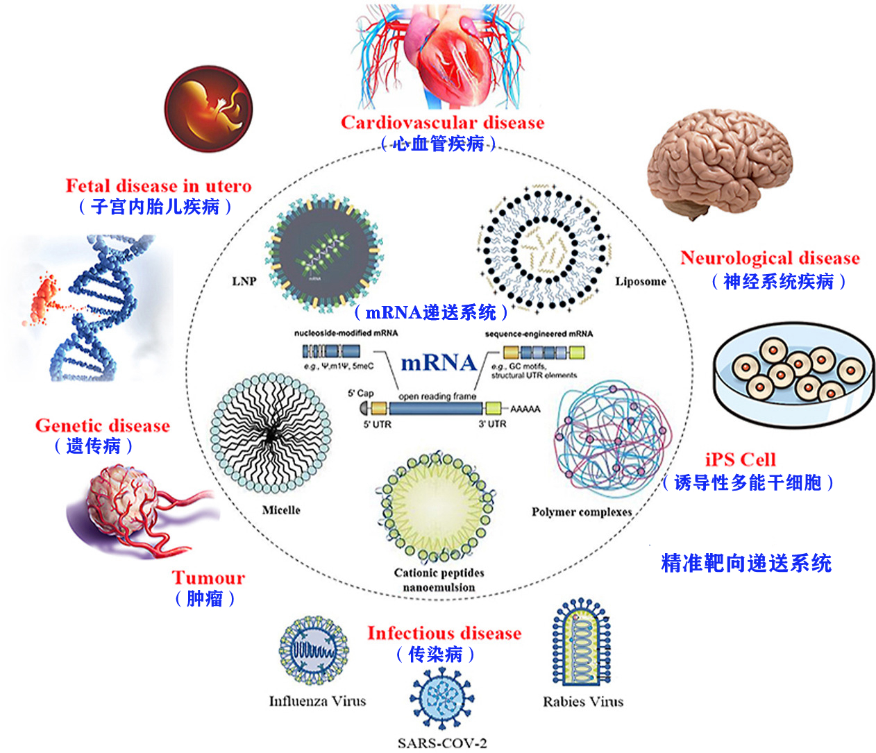 mRNA靶向递送系统研发平台.png