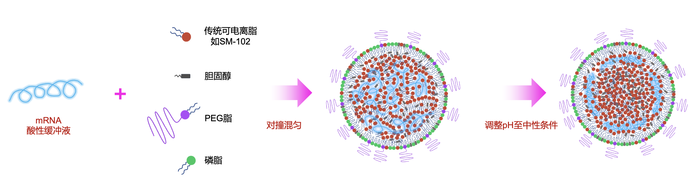 传统的mRNA-LNP结构及形成过程