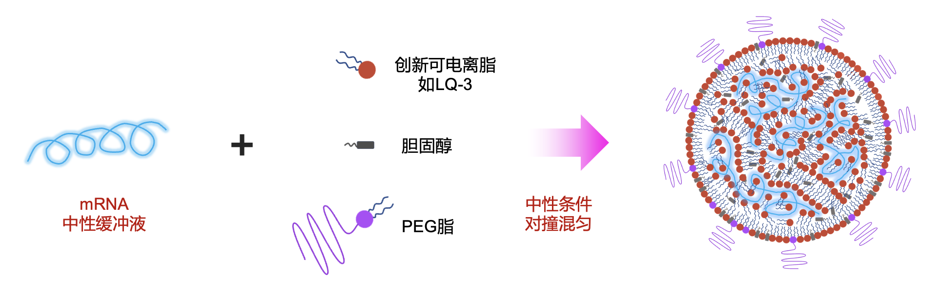 mRNA-iPLX结构与形成过程